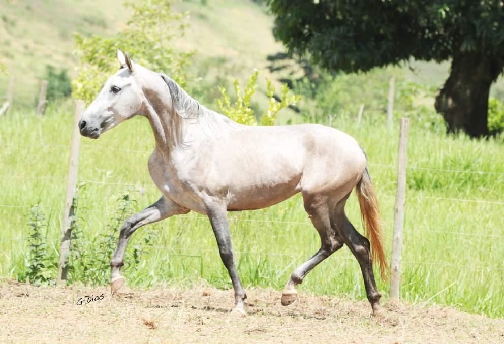 07 - IMPERADOR VALE DO PARAÍSO ***Castrado*** Seu irmão Registro: 218574 Macho - 24/08/14 Trilho da Zizica Educada da Patrimônio Bônus Vale do Paraíso Relevo Gamarra Espoleta Vale do Paraíso Ibiza