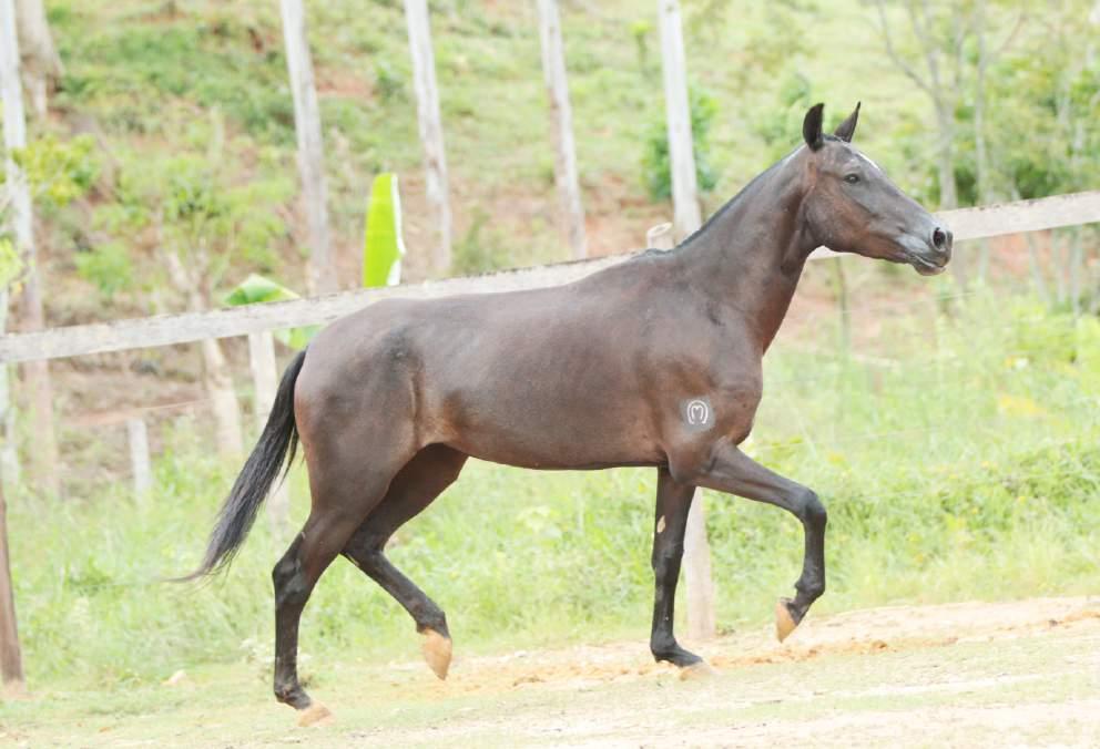 09 - INVICTA VALE DO PARAÍSO Registro: 252373 Fêmea - 27/12/14 materno Etíope D2 Trovoada Primavera de Lu Lancelote Sarimar Natura OH General Amaral Zumbi Finlândia G.Q.G. Link do vídeo: https://youtu.