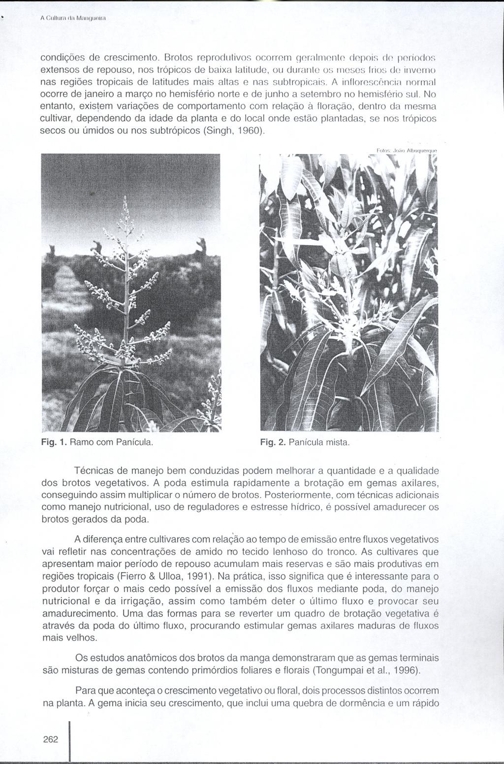 l' 1\ Cllllllrn 1111Mnll()lInlrn condições de crescimento. Brotos reprodlltivos ocormm gmíllm0.nt0. cl0.pois cl0.