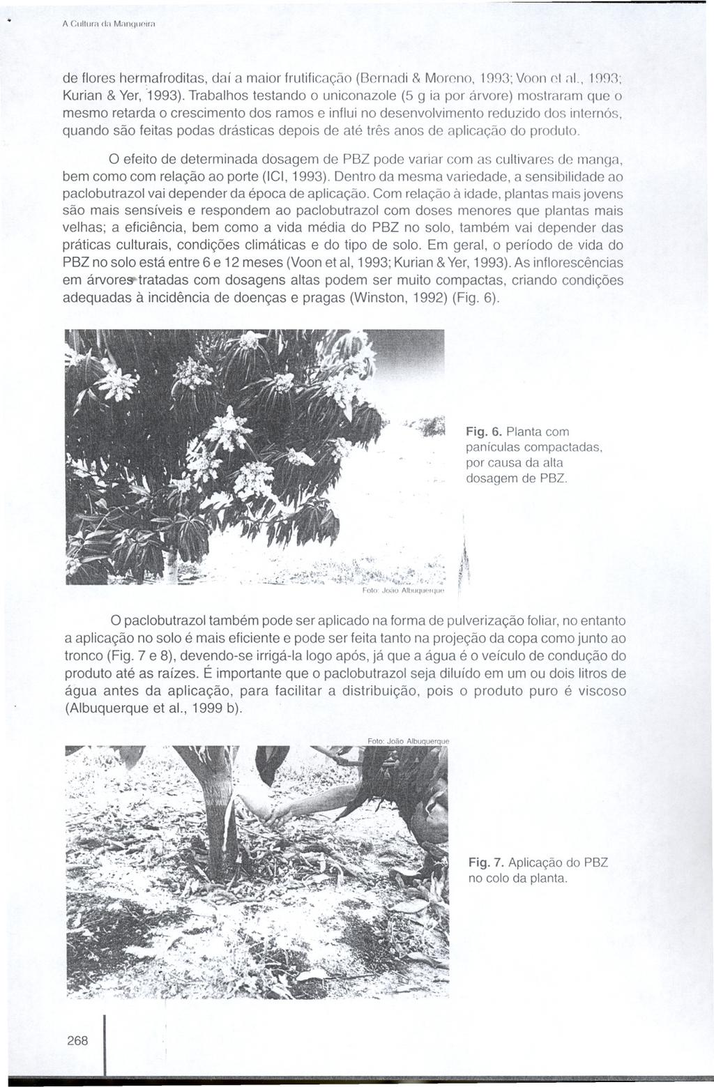 A CuUura <IaM"nqu"óm de flores hermafroditas, daí a maior frutificação (8crnadi & Moreno, 1993; Voon et ;)1., 199:1; Kurian & Ver, '1993).