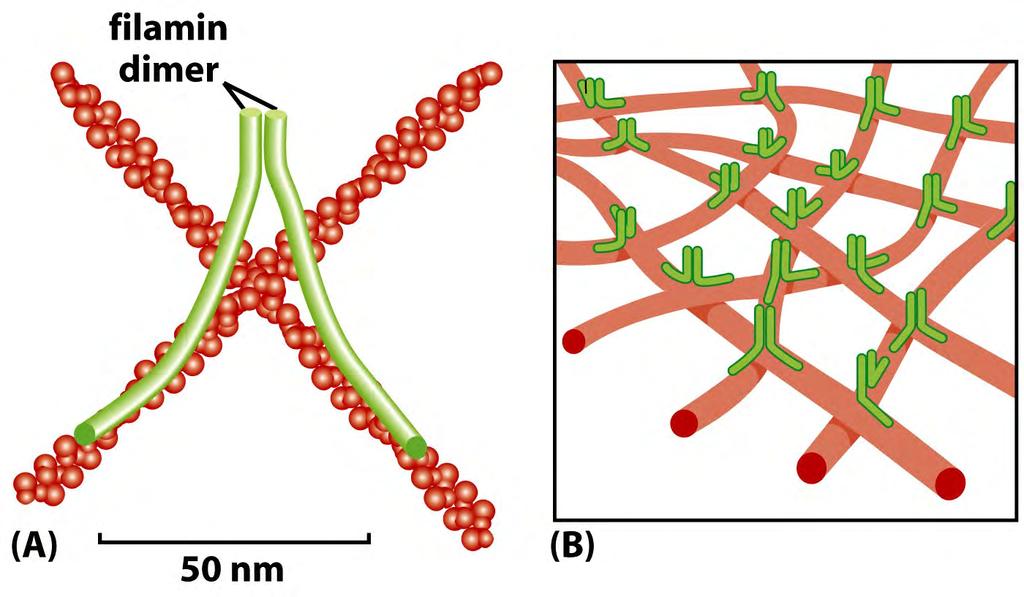 As proteínas formadoras rede organizam os filamentos de actina em redes ou géis.