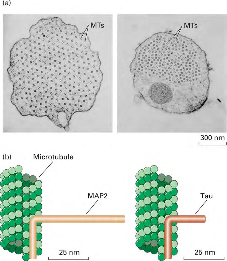 As proteínas de associação aos microtubulos (MAPs) São fundamentais para estabilizar microtúbulos, prevenindo sua dissociação.