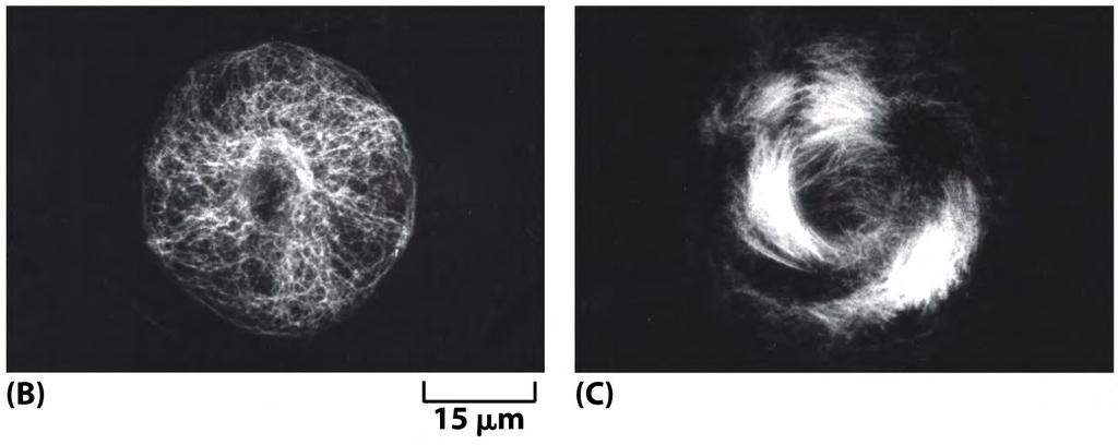 Microtúbulos visualizados em célula