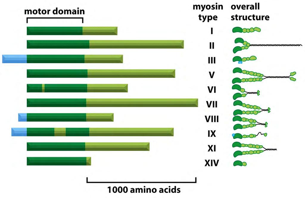 Diversidade de estrutura e funções das miosinas Miosinas I, IX e XIV atuam na forma de monômeros, Miosina VI a