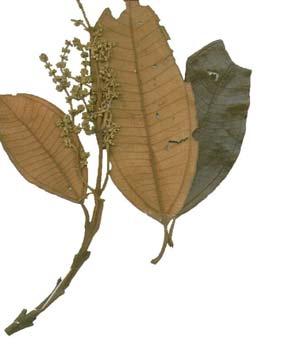 Ocotea sp.