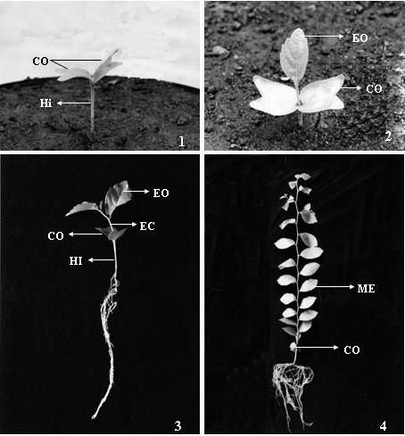 Plântula de Celtis iguanaea 3 persistentes, o que está de acordo com as observações de Vogel (1980) para o gênero Celtis, pois foram observados em plantas (tirodendros) com 75 dias de idade (Figura