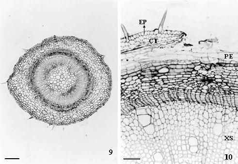 4 Pilati e Souza O epicótilo em início de crescimento secundário assemelha-se estruturalmente ao hipocótilo, exceto por apresentar bainha de primórdios de fibras que rodeia o cilindro central (Figura