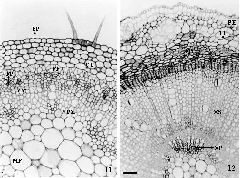 A origem subepidérmica da periderme e uma bainha esclerenquimática, considerada periciclo, como constatado no epicótilo da espécie em estudo, são características estruturais típicas do caule jovem de