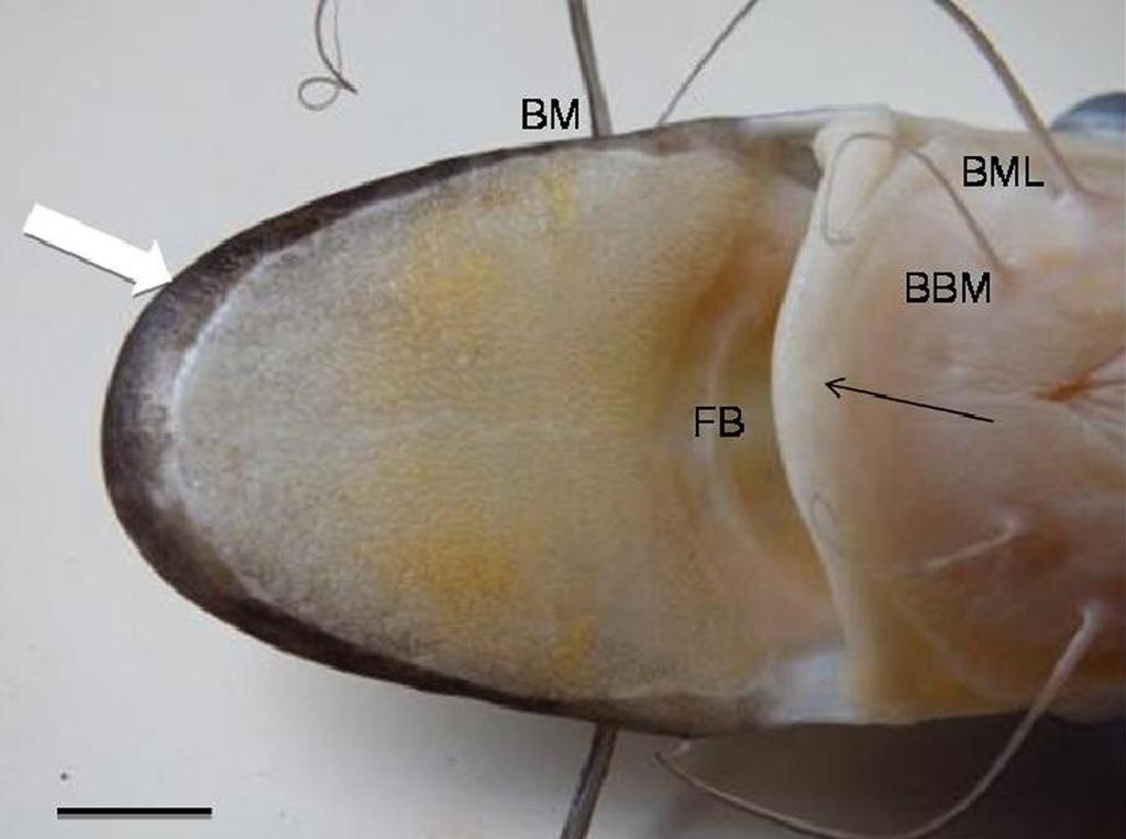 trigonocephalus demonstrando o lábio superior (seta grossa); lábio inferior (seta fina); fenda bucal (FB); barbilhões mentonianos (BM); barbilhões mentonianos mediais (BBM); barbilhões mentonianos