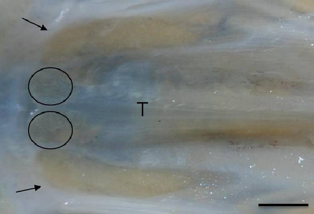 (C) Dentes filiformes placa dentária maxilar (círculo), (D) Placa dentária mandibular (seta grossa). Barra = 1cm. Fig.5.