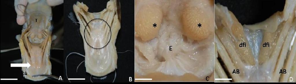 1260 Cristiano de Oliveira Schuingues et al. Fig.6. (A) Teto da cavidade bucofaringeana (T) de Sorubim trigonocephalus; ausência de um língua estrutural (seta grossa); placa dentígera mandibular (seta fina).