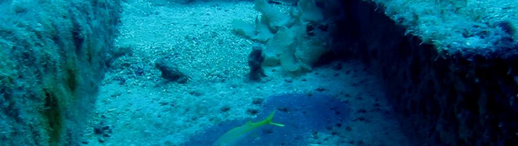 MARINS,Y. O. Caracterização e estudo comportamental da ictiofauna associada ao naufrágio Gon... 71 2.3 Predação Enventos de predação também foram observados durante várias incursões subaquáticas.