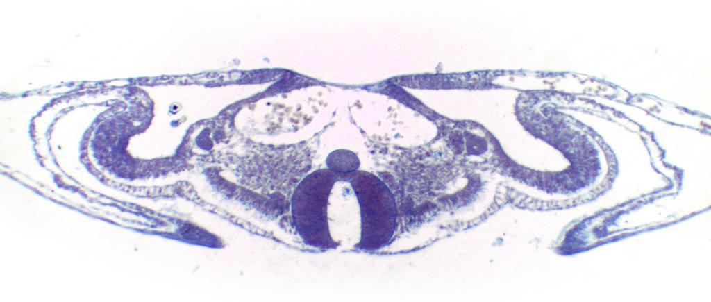 Figura 17 Embrião de galinha