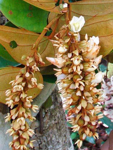 Mucuna