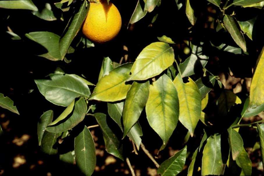 Calagem para citros x Mg Laranja Fruit yield, t ha -1 30 25 20 15 TSS, % 9.5 9.0 8.5 TSS Leaf Mg 3.5 3.0 2.5 2.0 Leaf Mg, g kg -1 10 1.