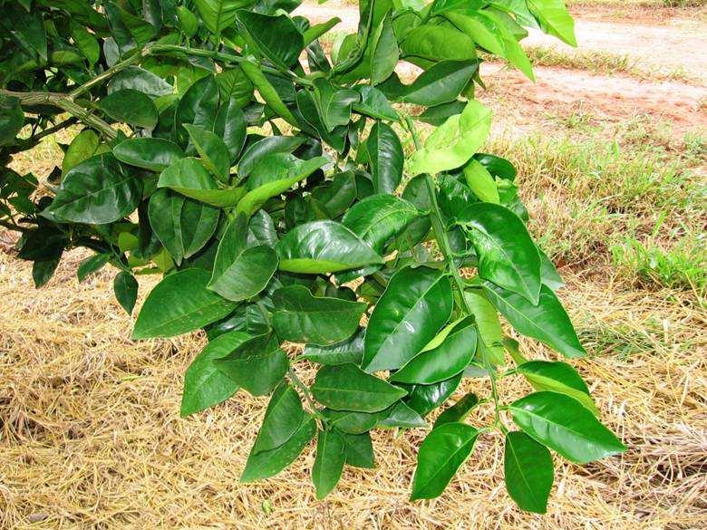 Cobre Pomares em formação Diagnóstico visual Diagnóstico