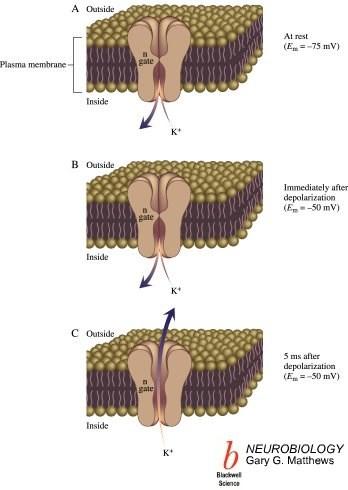 Canais Iônicos Os canais de Potássio abrem-se imediatamente após a despolarização, o que permite a saída de carga positiva da célula, na forma de íons de Potássio.
