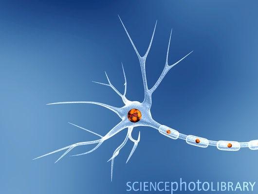 Propagação do Potencial de Ação Nodos de Ranvier Em neurônios da maioria dos invertebrados, é lançado mão do mecanismo de aumento do diâmetro do axônio, para acelerar a propagação do potencial de