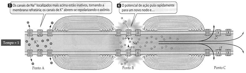 Fonte: Purves et al., Vida A ciência da Biologia. 6a. Ed. Artmed editora, 2002 (pg. 784).