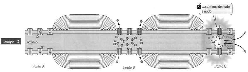 Fonte: Purves et al., Vida A ciência da Biologia. 6a. Ed. Artmed editora, 2002 (pg. 784).