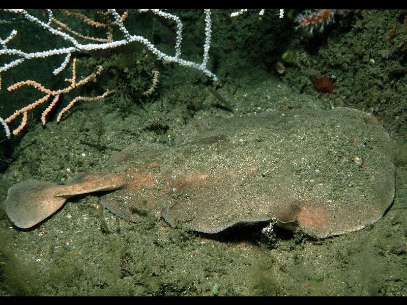 Sinapse Química A estrutura mostrada no slide anterior é o receptor de acetilcolina da raia elétrica (Torpedo marmorata), similar ao encontrado na junção neuromuscular de mamíferos.