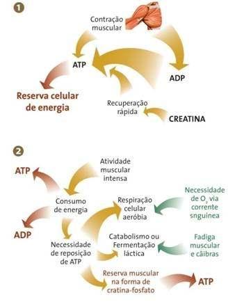 8 2 1-0 4-2 0 1 0 15 Fontes energéticas Energia Com