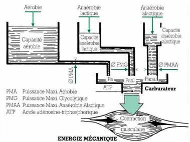 9 2 1-0 4-2 0 1 0 17 Fontes energéticas Sistema Energético Duração Intensidade Energia Frequência Cardíaca Aeróbio + de 3 70 a 80% Anaeróbio Láctico 20 a 3 90% a