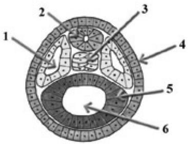 reprodução sexuada representada na figura: 13. Analise a figura a seguir que representa a gástrula, uma estrutura embrionária.