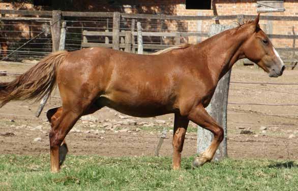 B478073 - RP: 4433 - Sexo: M 53 22/12/2015 Tostada ACADÊMICO CANTERA ALERCE CAPANEGRA JACARTA SANTA ELBA CHACOTERA HILÁRIO DO PURUNÃ CAPANEGRA ANA TERRA LA BURLA