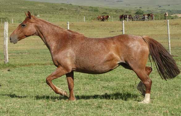 B292077 - RP: 3026 - Sexo: F 67 PALMA 11/11/2008 Rosilha Tostada GAITEIRO SAN BALDOME- RO PUESTERO AGUARDENTE PICARQUIN ZAPATEADO LA CUECA AMBICIOSA NOBRE ROLA SÃO