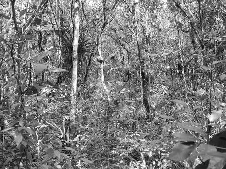 O sub-bosque é menos expressivo do que na TF MED, a serapilheira é abundante e as epífitas ocorrem em grande número de espécies e com grande abundância.