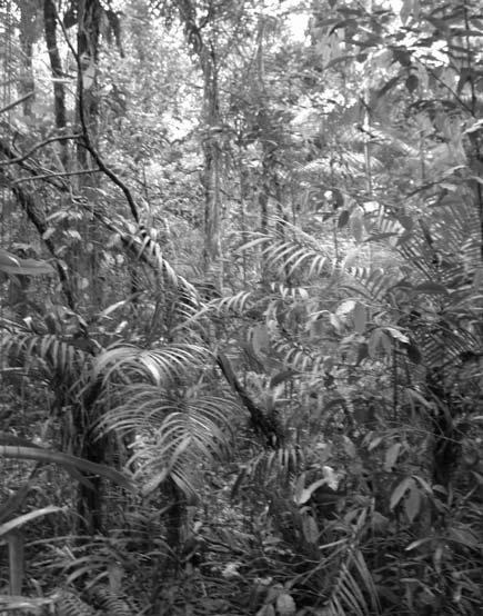 A diversidade biológica nessa tipologia é muito grande, apresentando uma complexidade estrutural, podendo a floresta nesse estágio apresentar fisionomia semelhante à da vegetação primária.