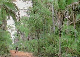 MATA DE COCAIS Local : Maranhão, Piauí, Pará e Tocantins.