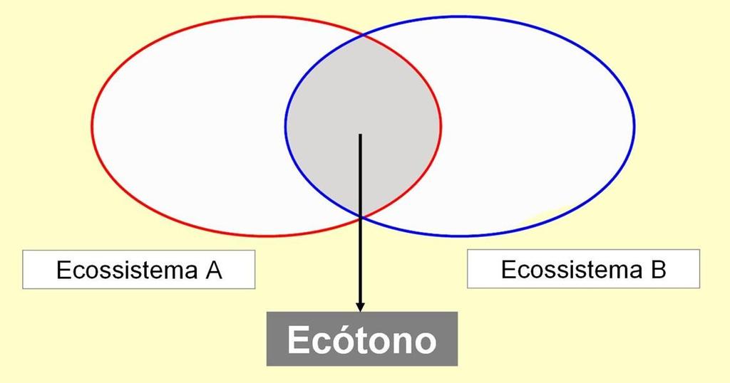 Ecótono: Área de transição entre dois biomas diferentes. Locais de maior biodiversidade.