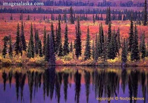 TAIGA ou FLORESTA DE CONÍFERAS Local : Ao sul da Tundra na América do Norte, Europa e