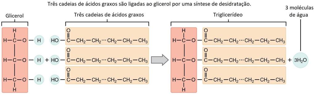 TRIACILGLICERÓIS SÃO FORMADOS A PARTIR DA REAÇÃO DE