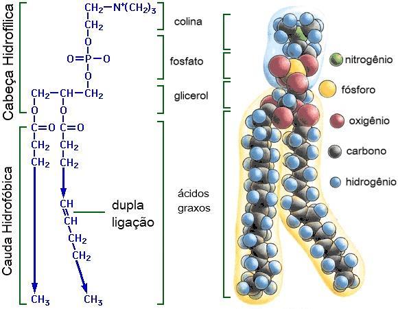 FOSFOLIPÍDEOS Os derivados dos lipídios que contêm fósforo são conhecidos como