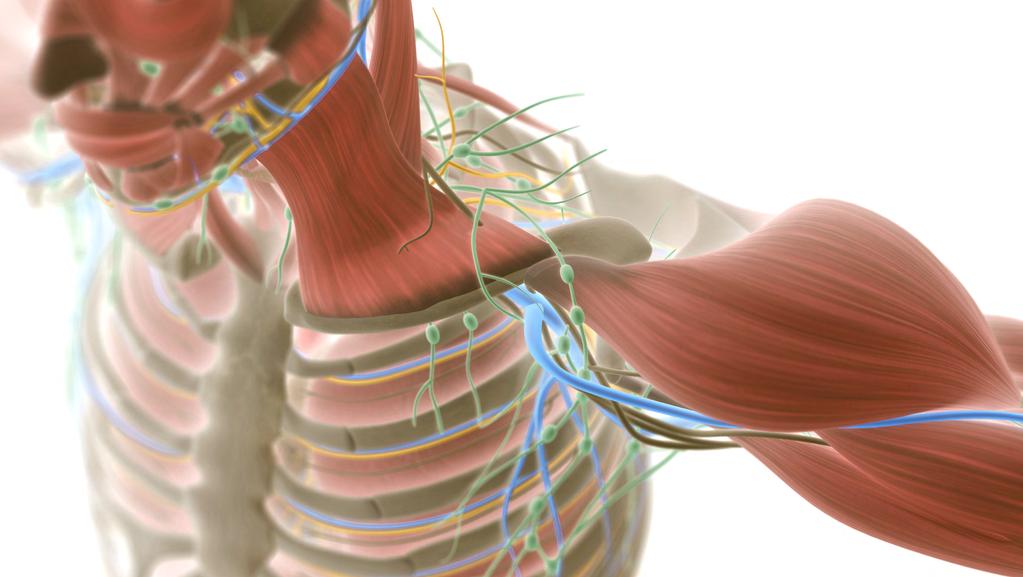 O CORPO No ambiente de trabalho somos cercados por instrumentos que contribuem com a