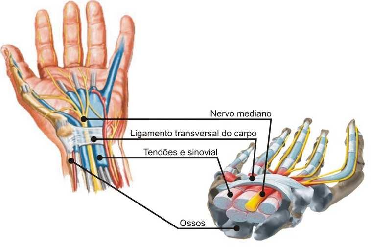Alterações do Sistema Músculo Esquelético -Relaxina frouxidão ligamentar da