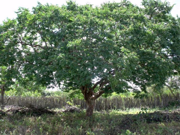 Figura 03: Exemplar de Cumaru (Amburana cearensis) A altura da árvore pode variar entre 4 e 10 metros na caatinga e entre 10 e 20 metros na floresta pluvial e caducifólia (LORENZI, 2009).