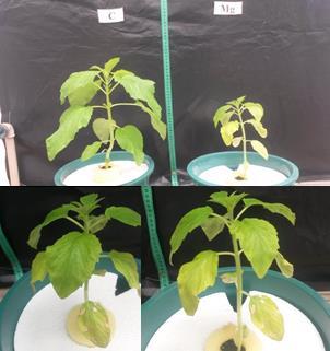 O crescimento pode ser severamente afetado, se as regiões meristemáticas da planta morrerem prematuramente (Taiz e Zeiger, 2009). Figura 4. Sintomas visuais em plantas de gergelim cv.