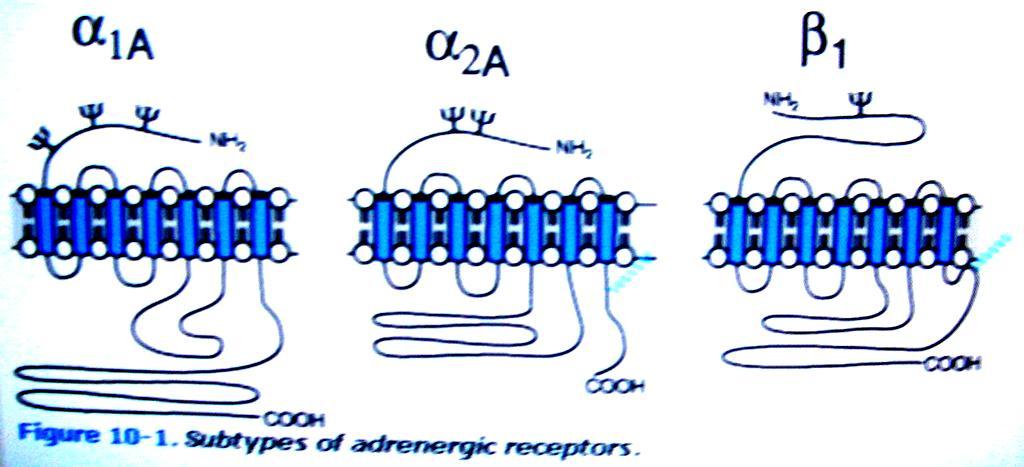 Características dos Receptores Adrenérgicos: (a 2B : PLC /