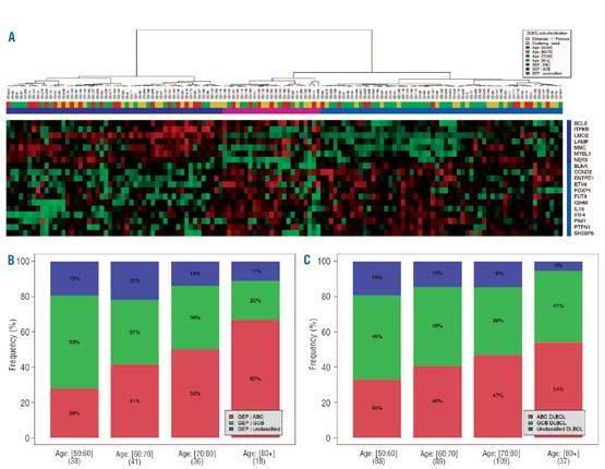 The proportion of activated B-cell like subtype among de novo