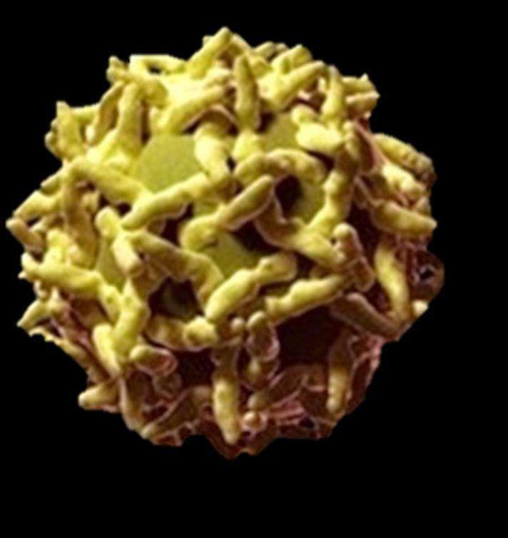 Febre Amarela É uma doença infecciosa não contagiosa causada pelo vírus da febre amarela (VFA)