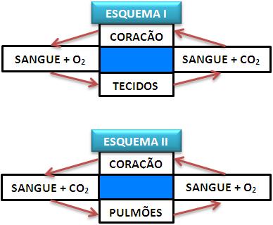 1) A figura refere-se a esquemas simplificados do sistema circulatório de um mamífero. Com base nos esquemas responda a questão: Qual a função do sistema circulatório no esquema I? E no esquema II?