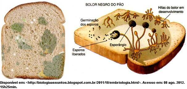 11) Observe a imagem a seguir: O pão da imagem está embolorado.