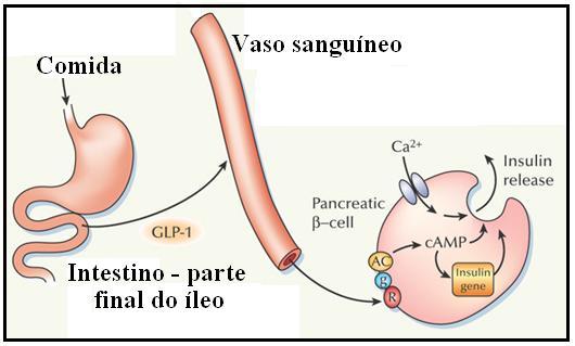 Hormônios como o peptídeo YY(PYY) e o "glucagon-like peptide-1"(glp-1), são produzidos na parte final do íleo mediante o estímulo ocasionado pela presença de alimento nessa região.