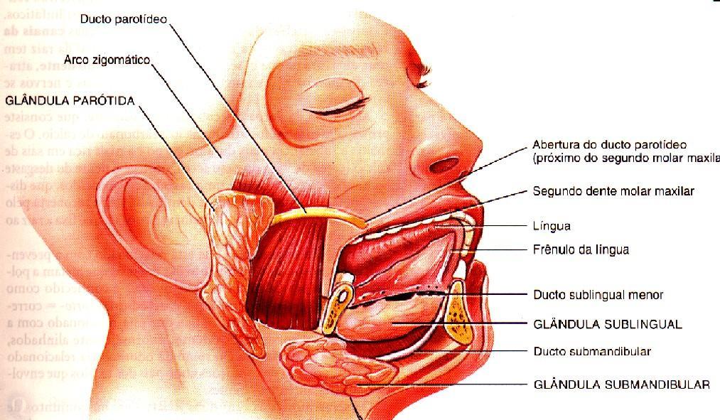 GLÂNDULAS SALIVARES Parótida = água, enzimas e íons Sublingual = muco, água e enzimas Submandibular =