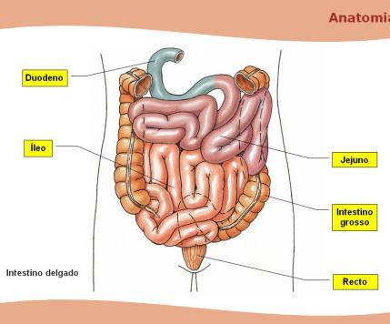 INTESTINO DELGADO Neste local ocorre a
