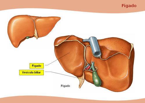 FÍGADO E VESÍCULA BILIAR Órgão, que entre outras funções, produz o suco biliar que é armazenado na vesícula biliar.